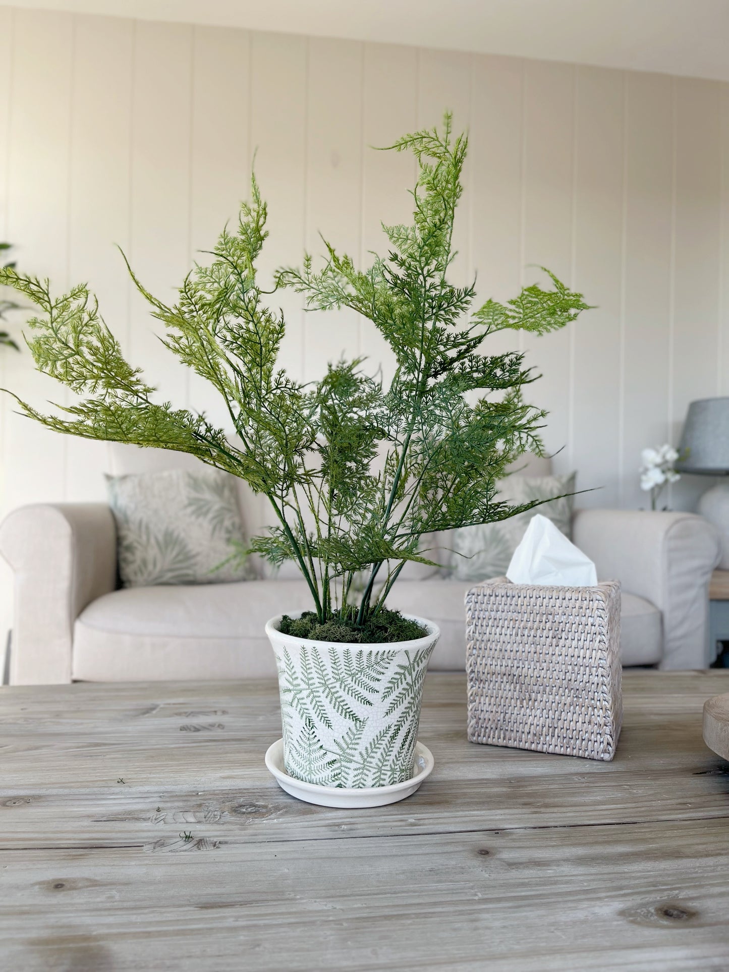 Asparagus Fern in Pot