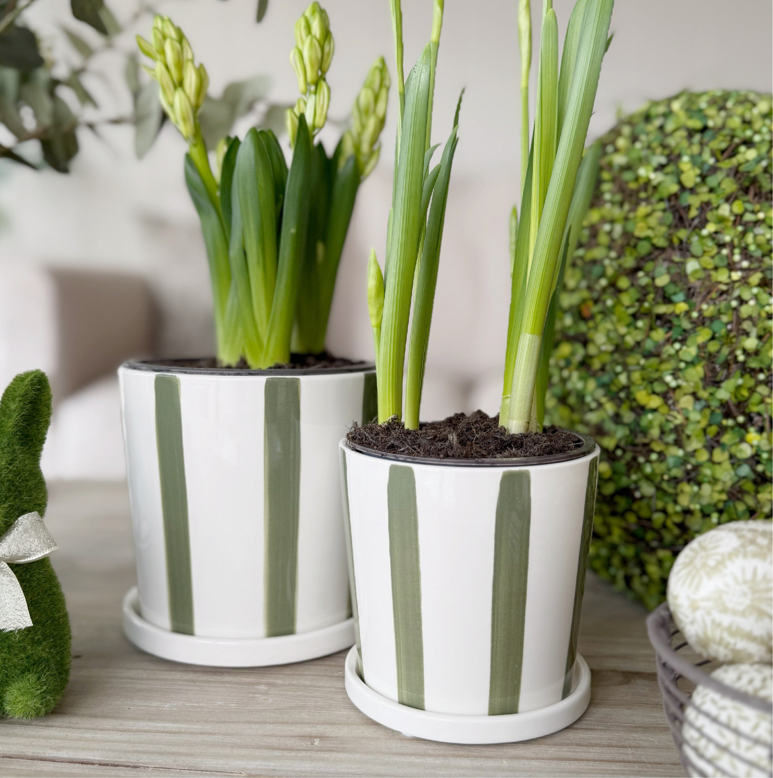 Striped Green Planter With Saucer