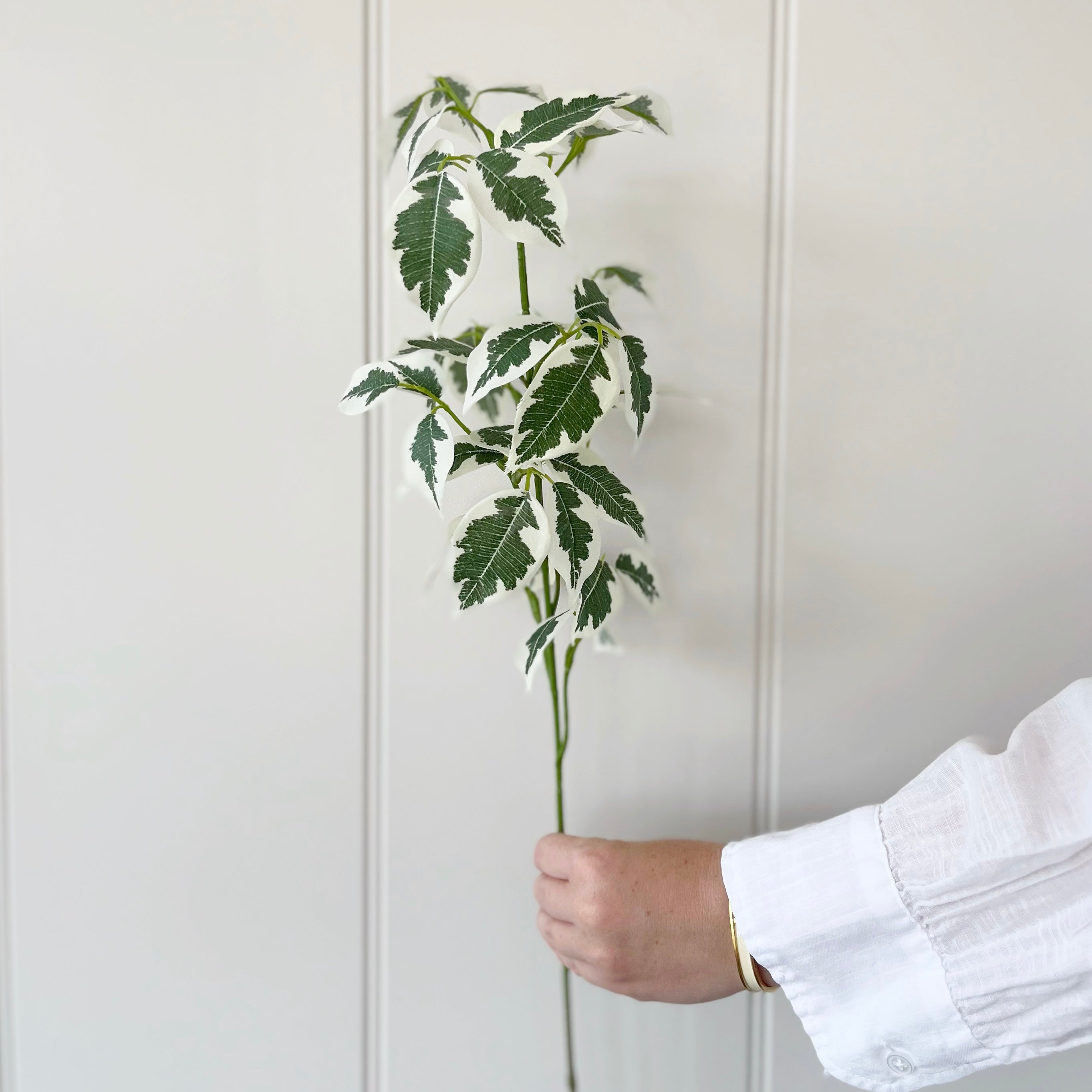 Variegated Ficus Stem