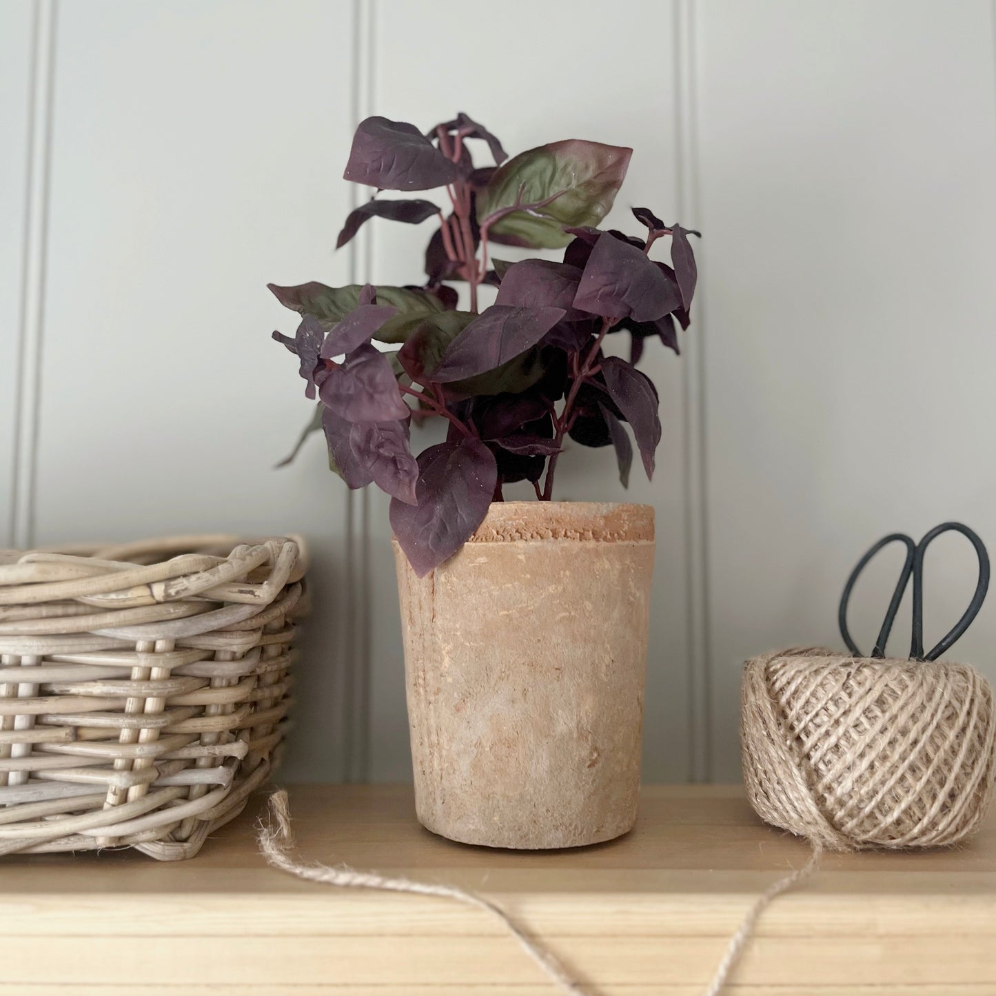 Potted Burgundy Basil
