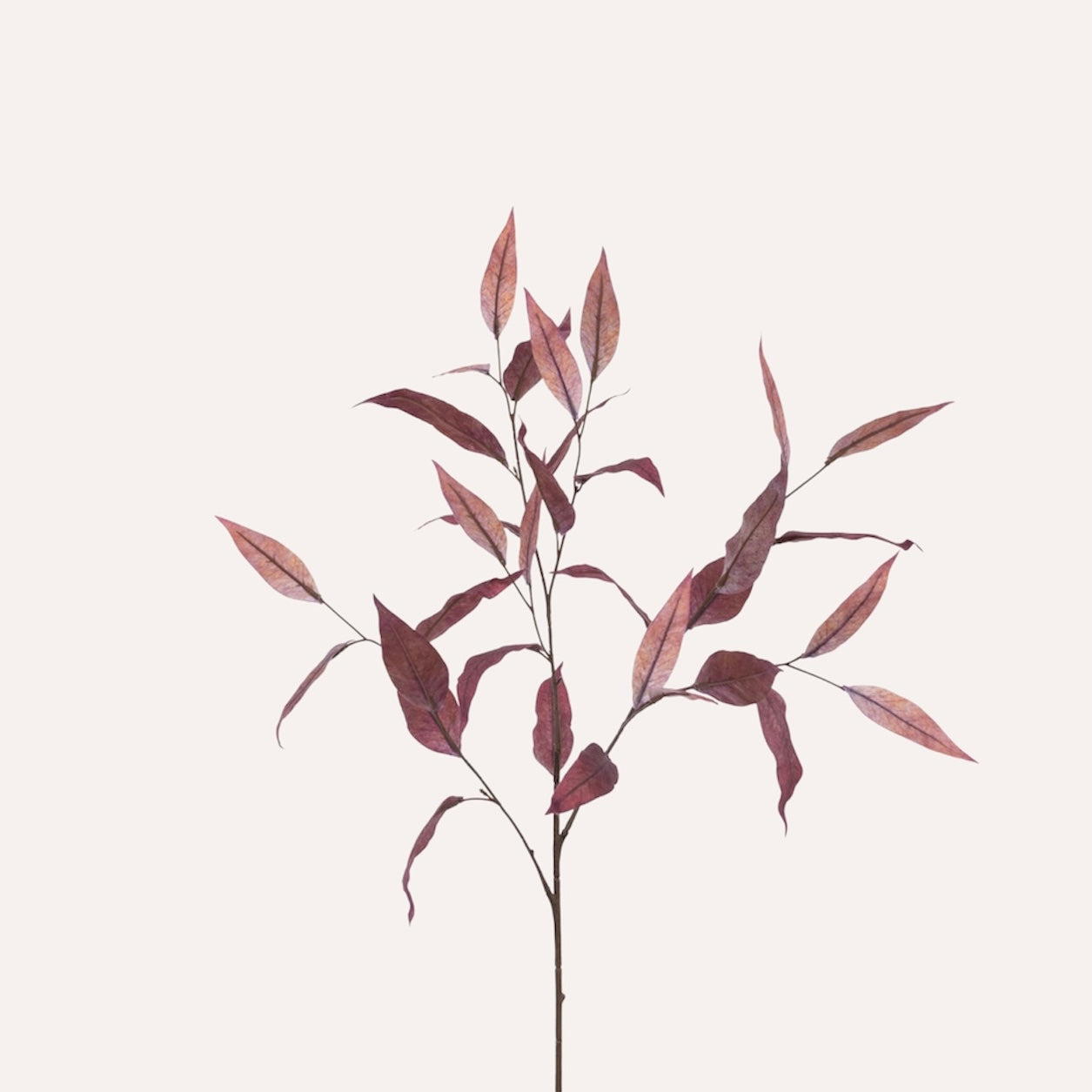 Burgundy Long Leaf Eucalyptus