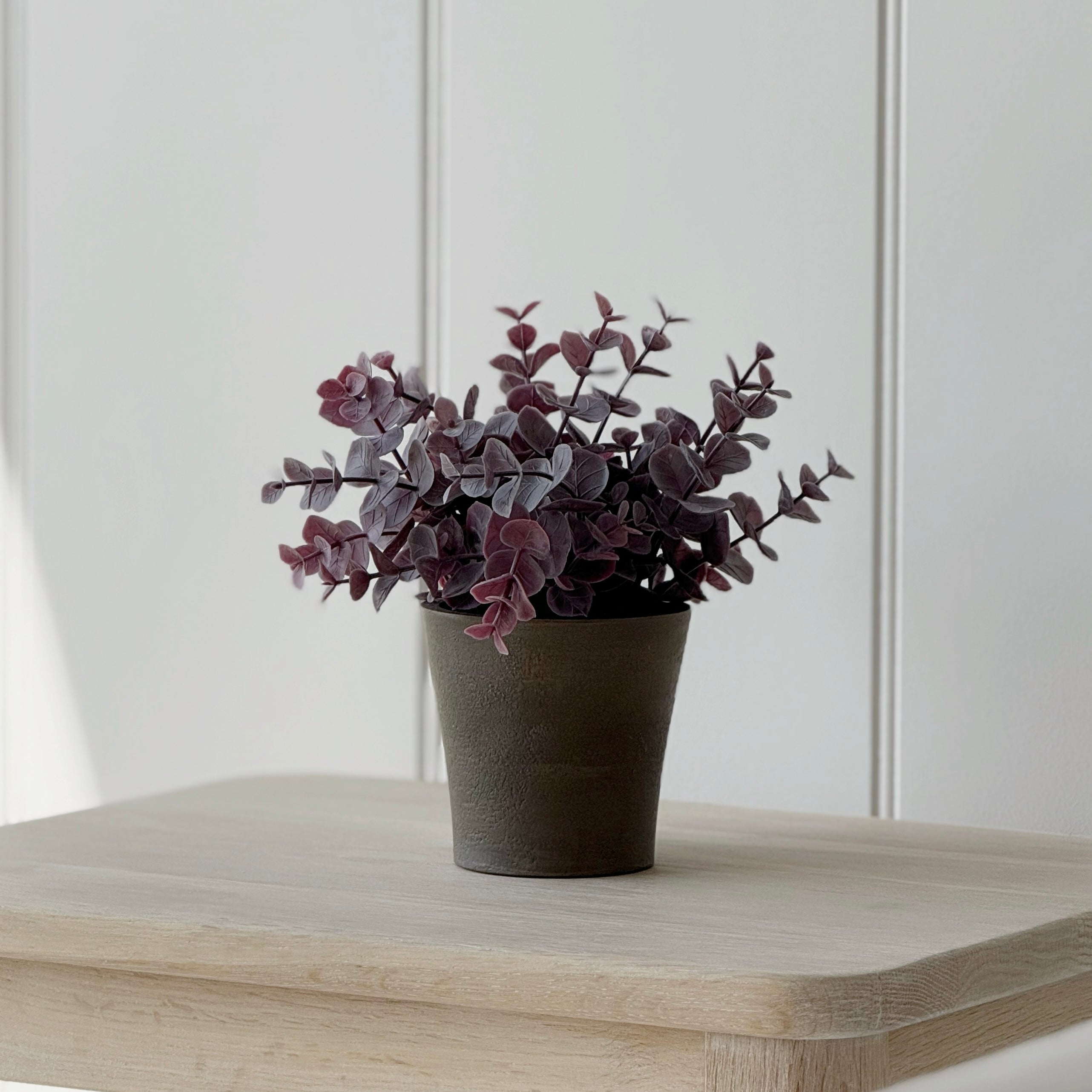 Potted Burgundy Eucalyptus