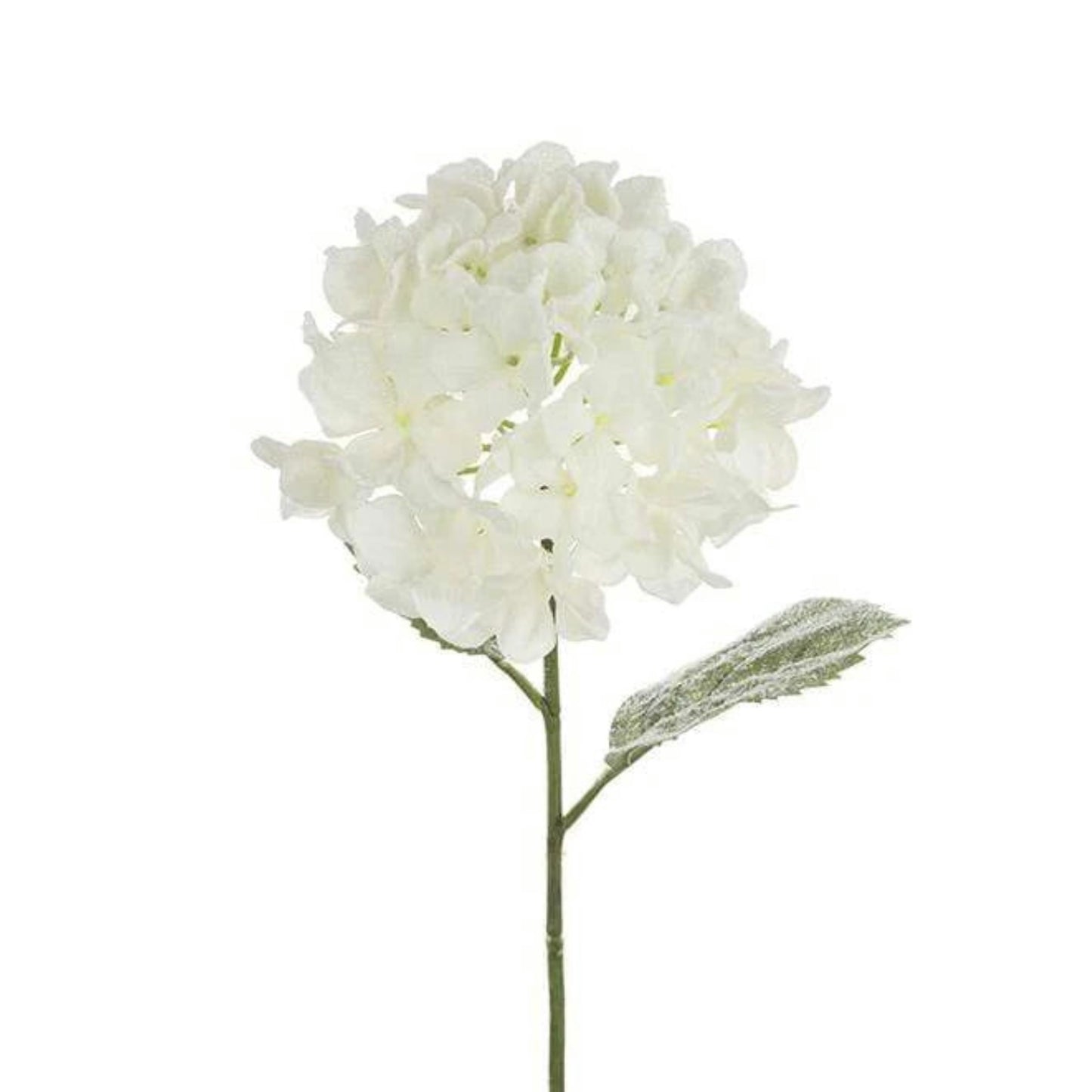 Snowstorm Hydrangea