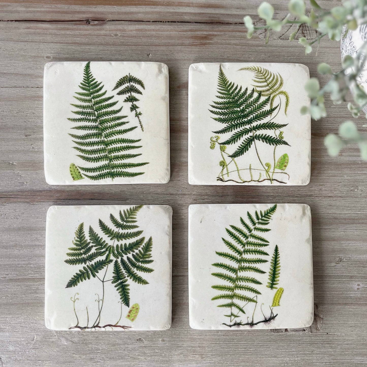 Set of 4 Fern Coasters