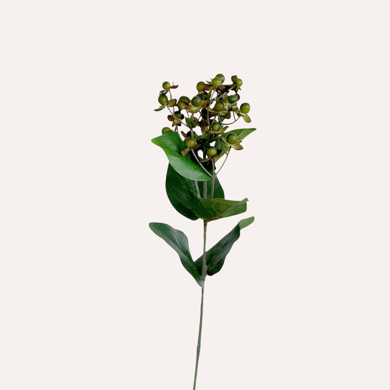 Hypericum Stem