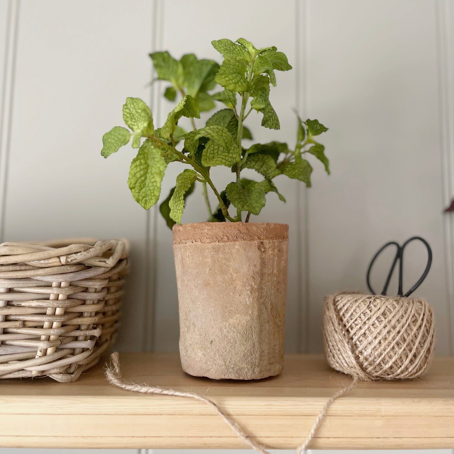 Potted Mint