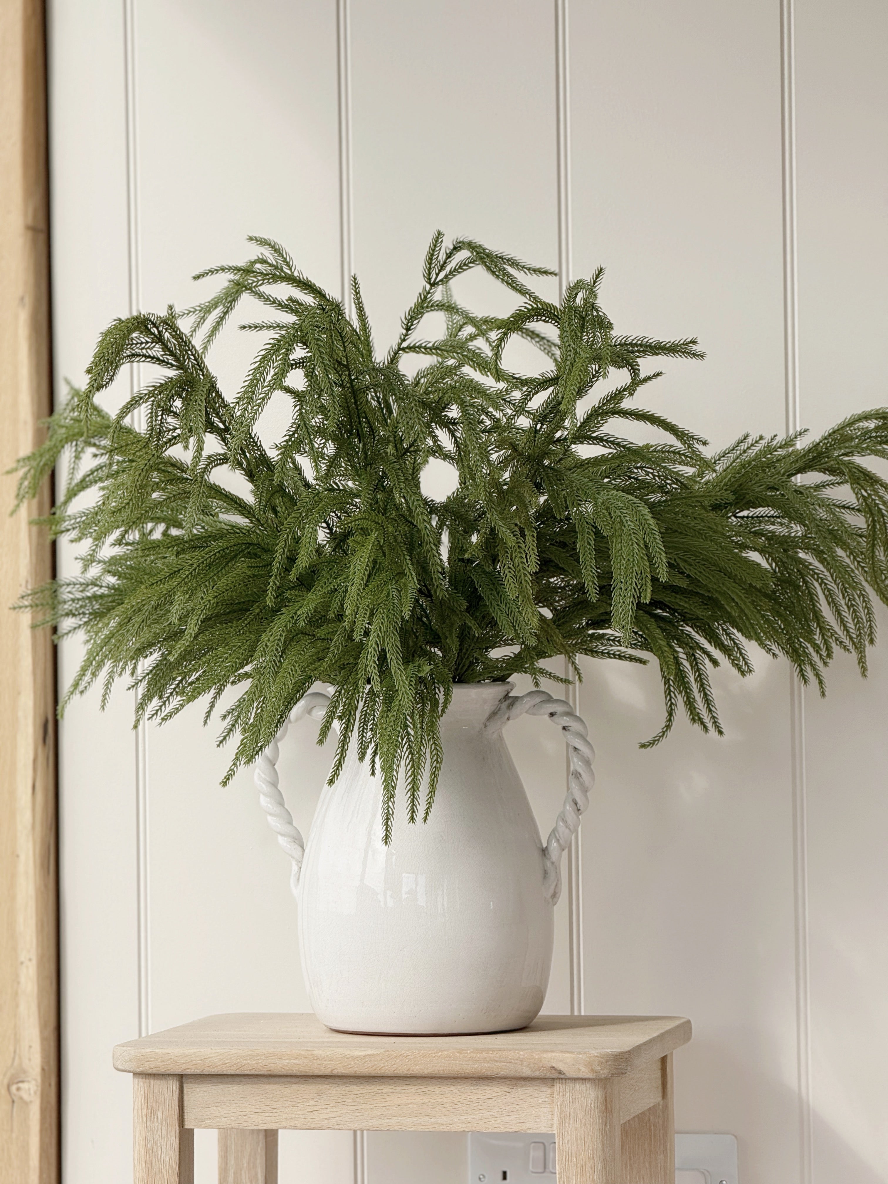 Norfolk Pine Branch