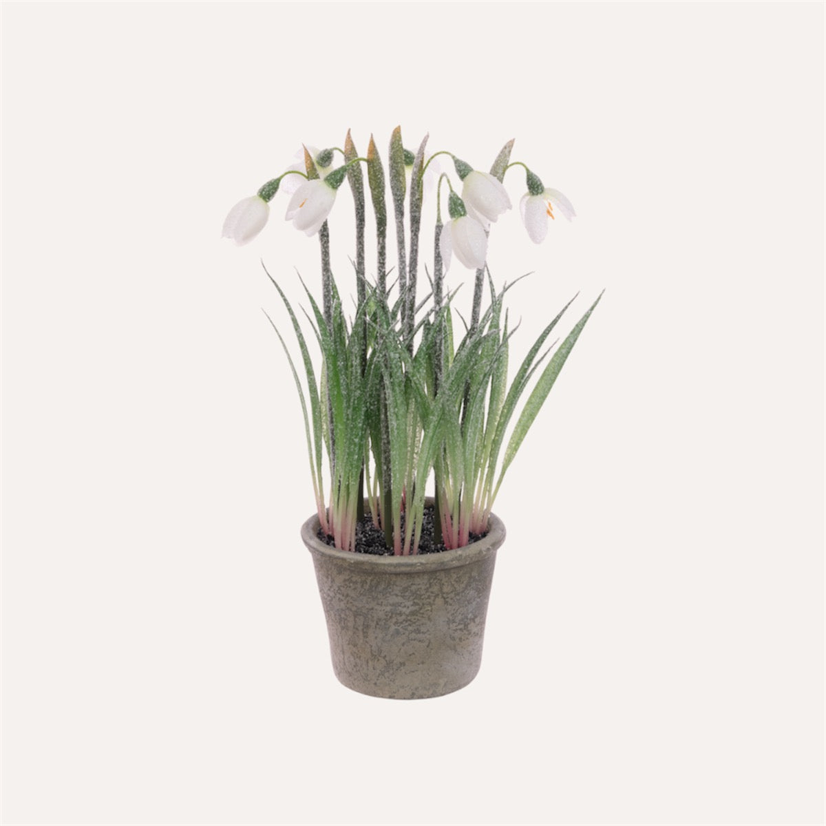 Frosted Snowdrops in Plant Pot