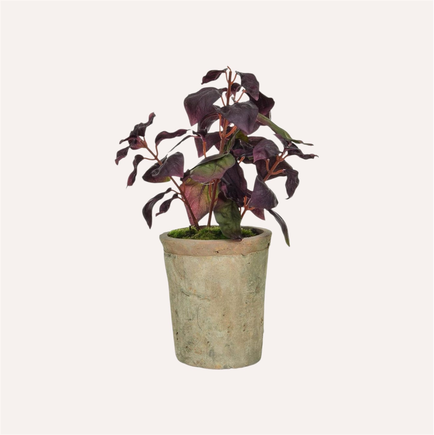 Potted Burgundy Basil