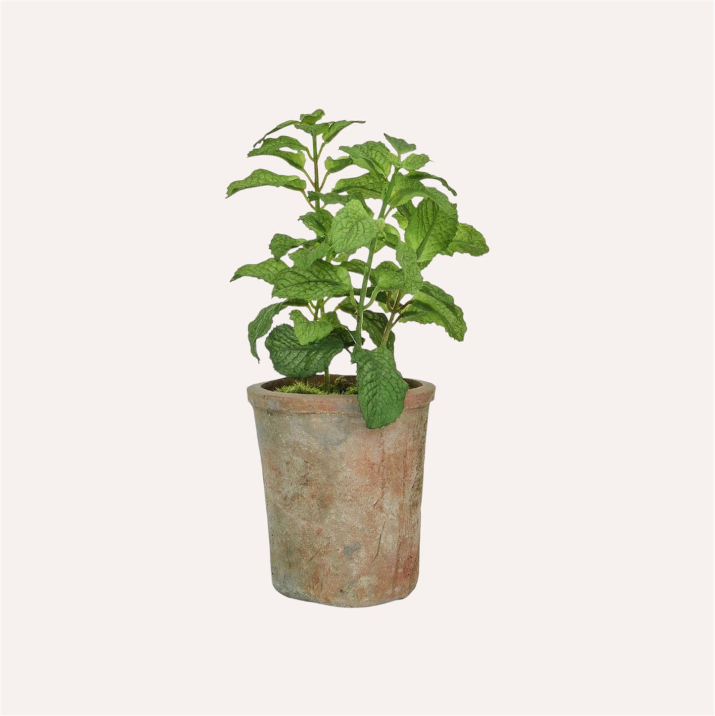 Potted Mint