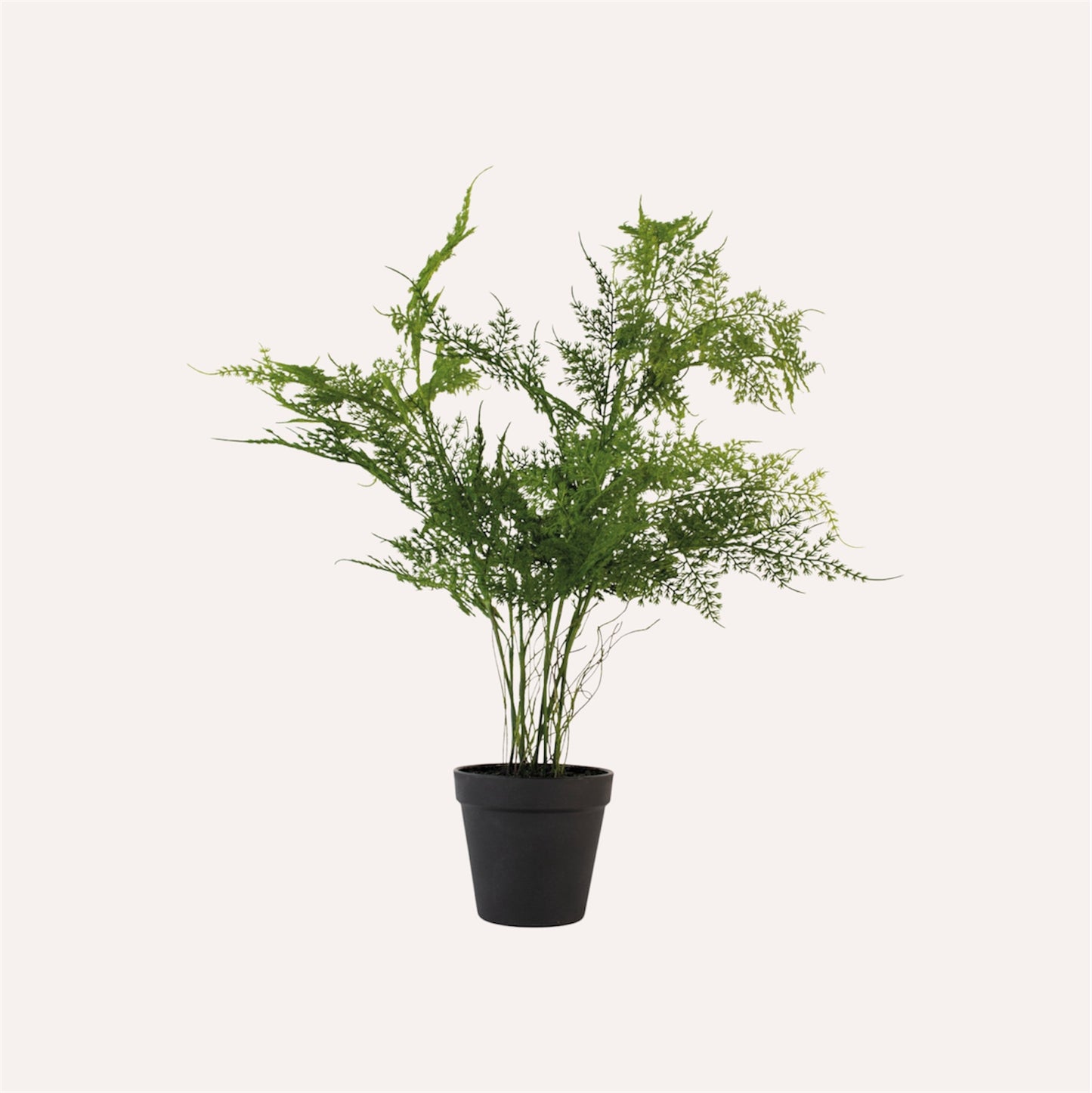 Asparagus Fern in Pot