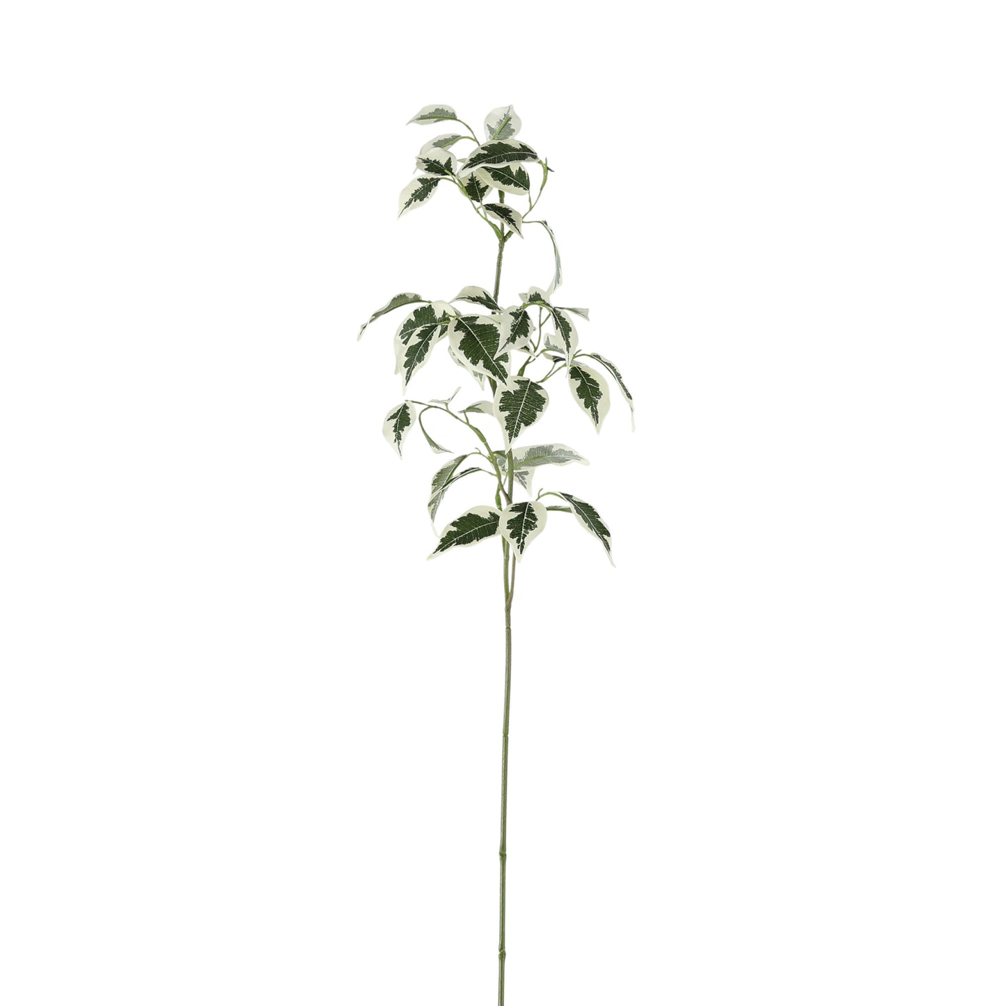Variegated Ficus Stem