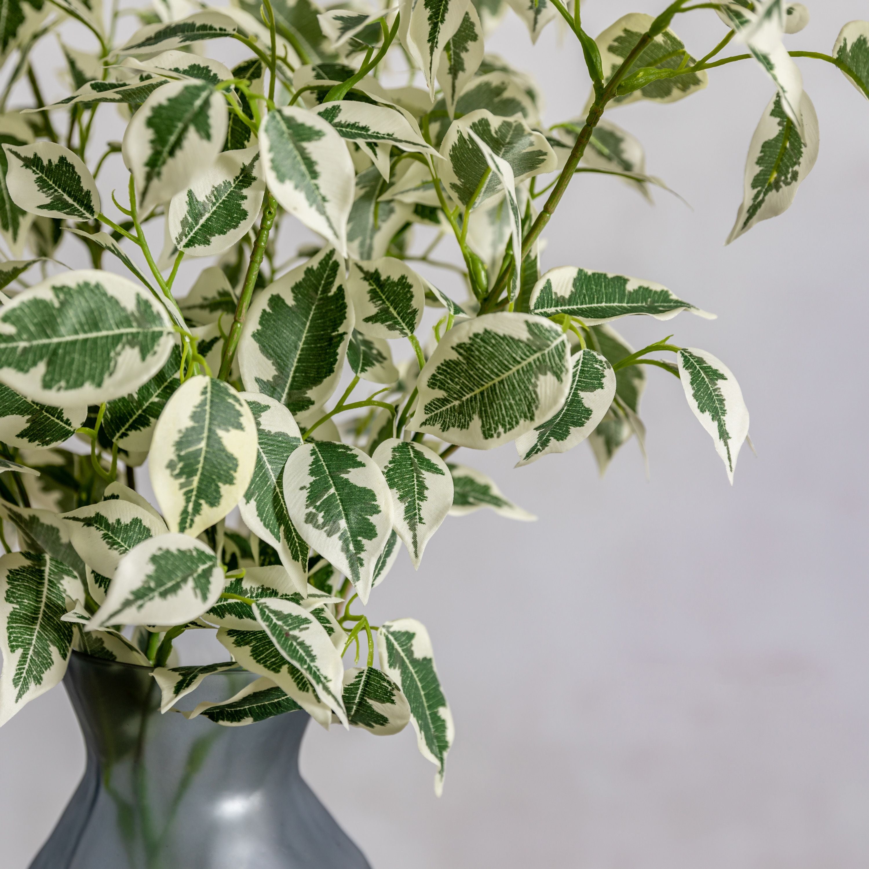 Variegated Ficus Stem