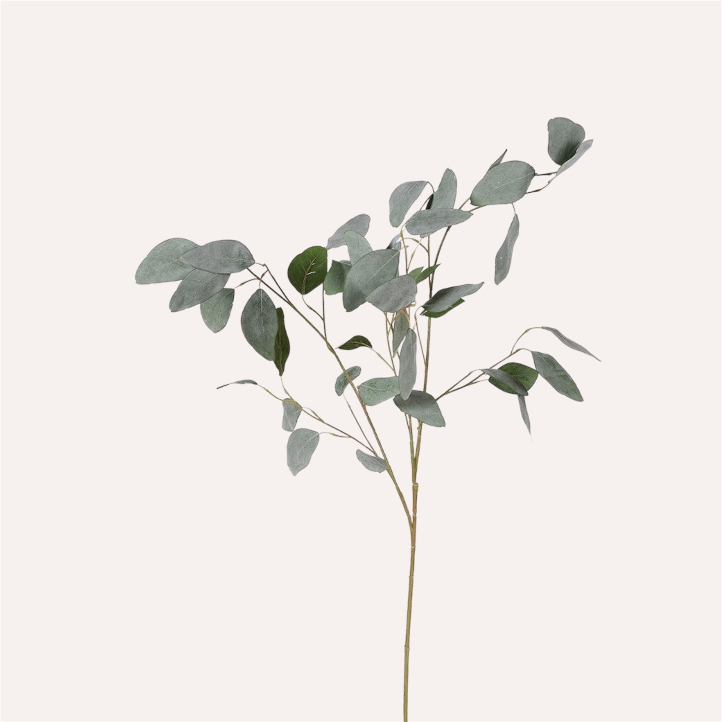 Silver Dollar Eucalyptus Spray