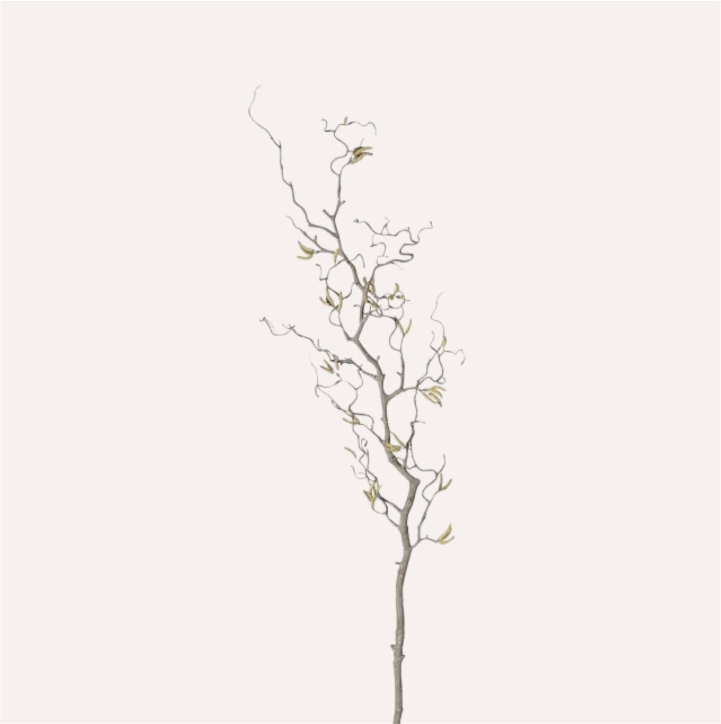 Willow Branch
