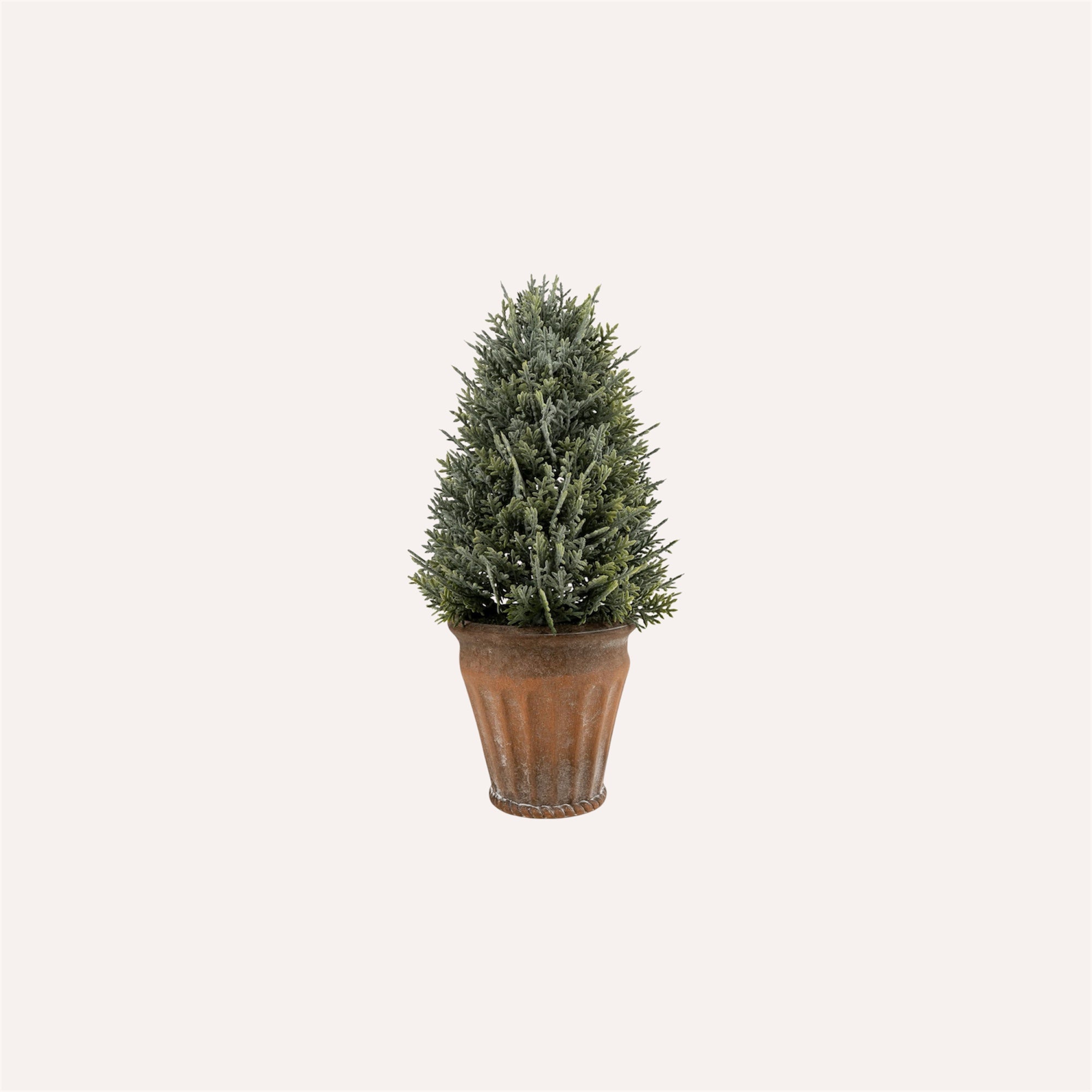 Cypress Tree In Pot