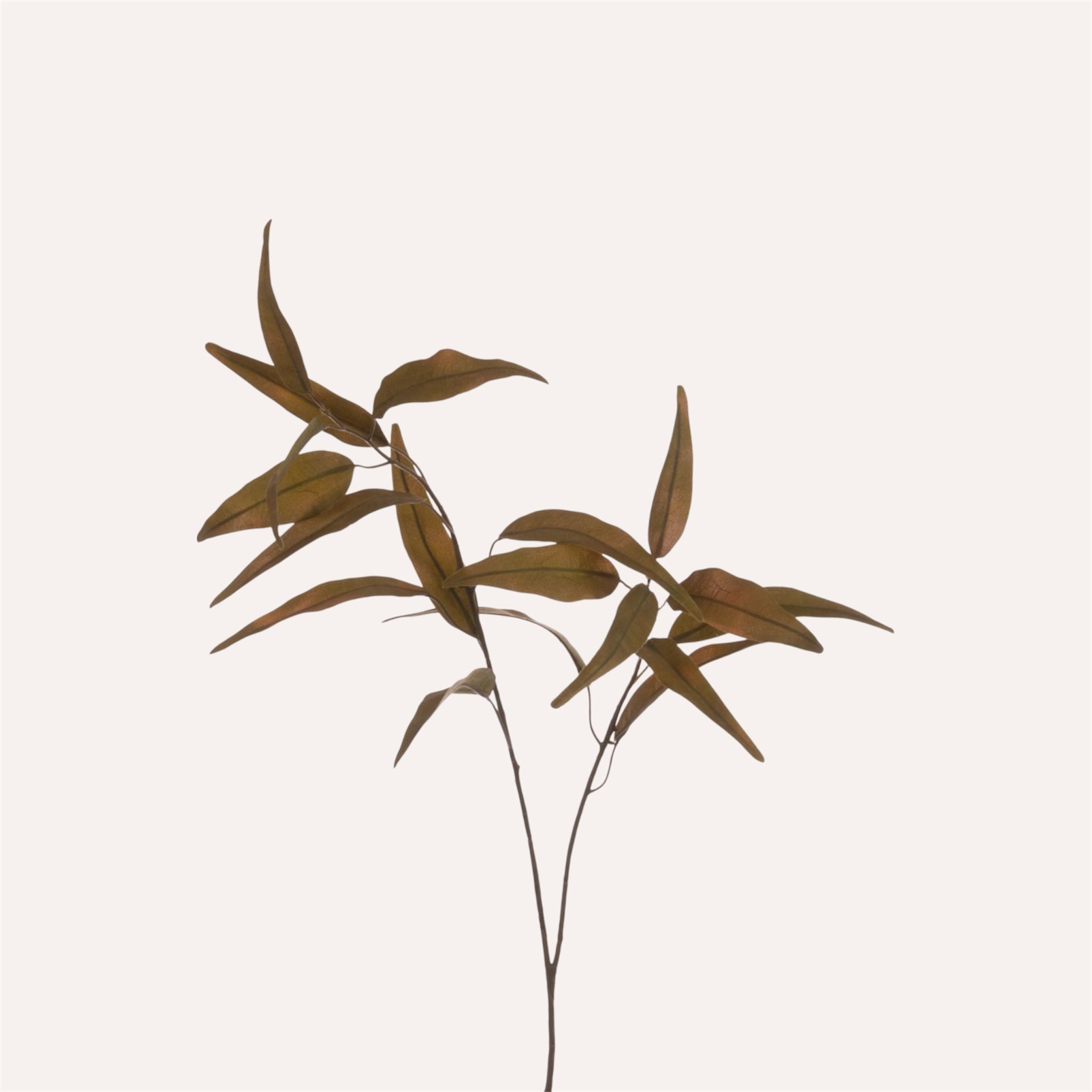 Autumnal Long Leaf Eucalyptus