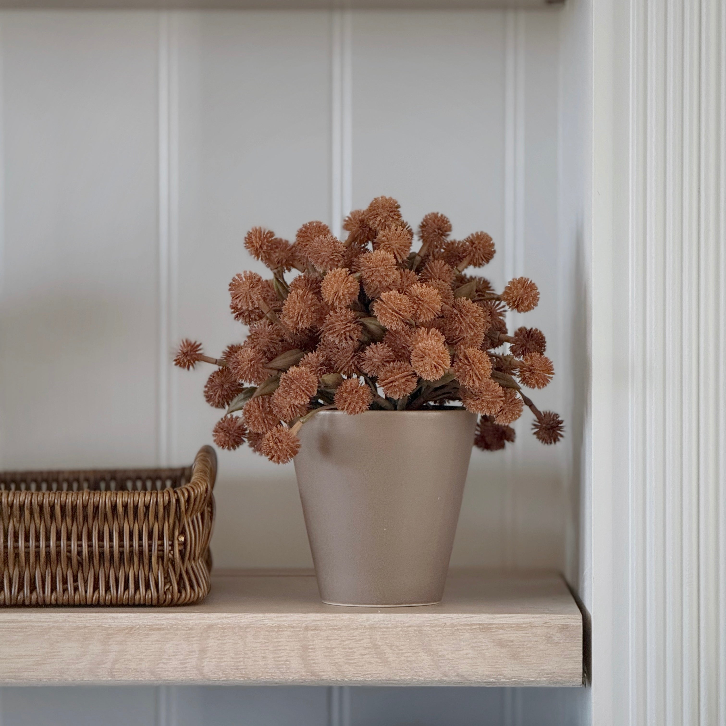 Allium Plant In Ceramic Pot