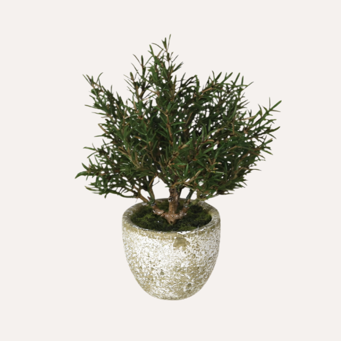 Rosemary Bush In Clay Pot