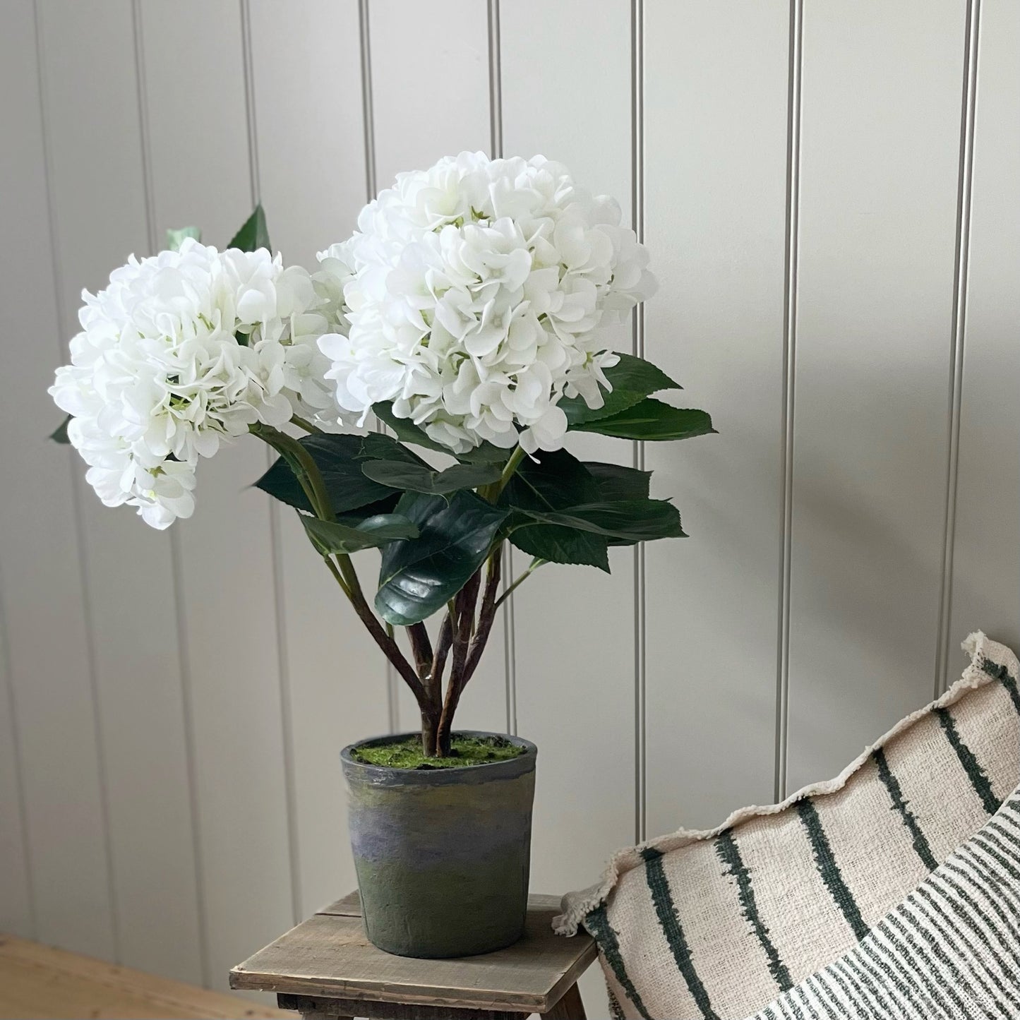 Large Potted Hydrangea
