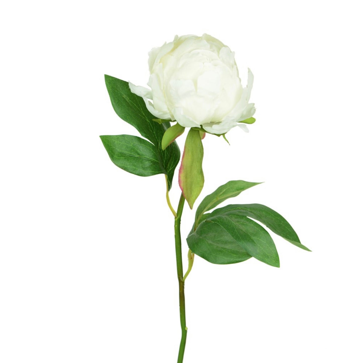 White Hybrid Peony Bud
