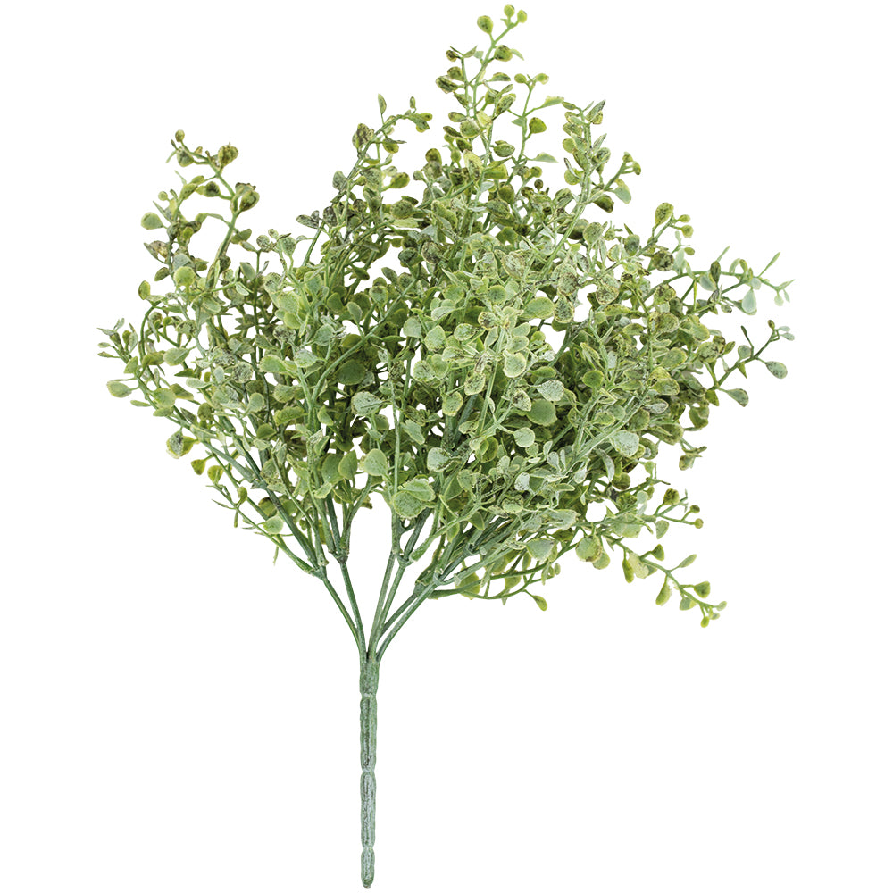 Button Leaf Bush