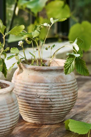 Large Margot Pot