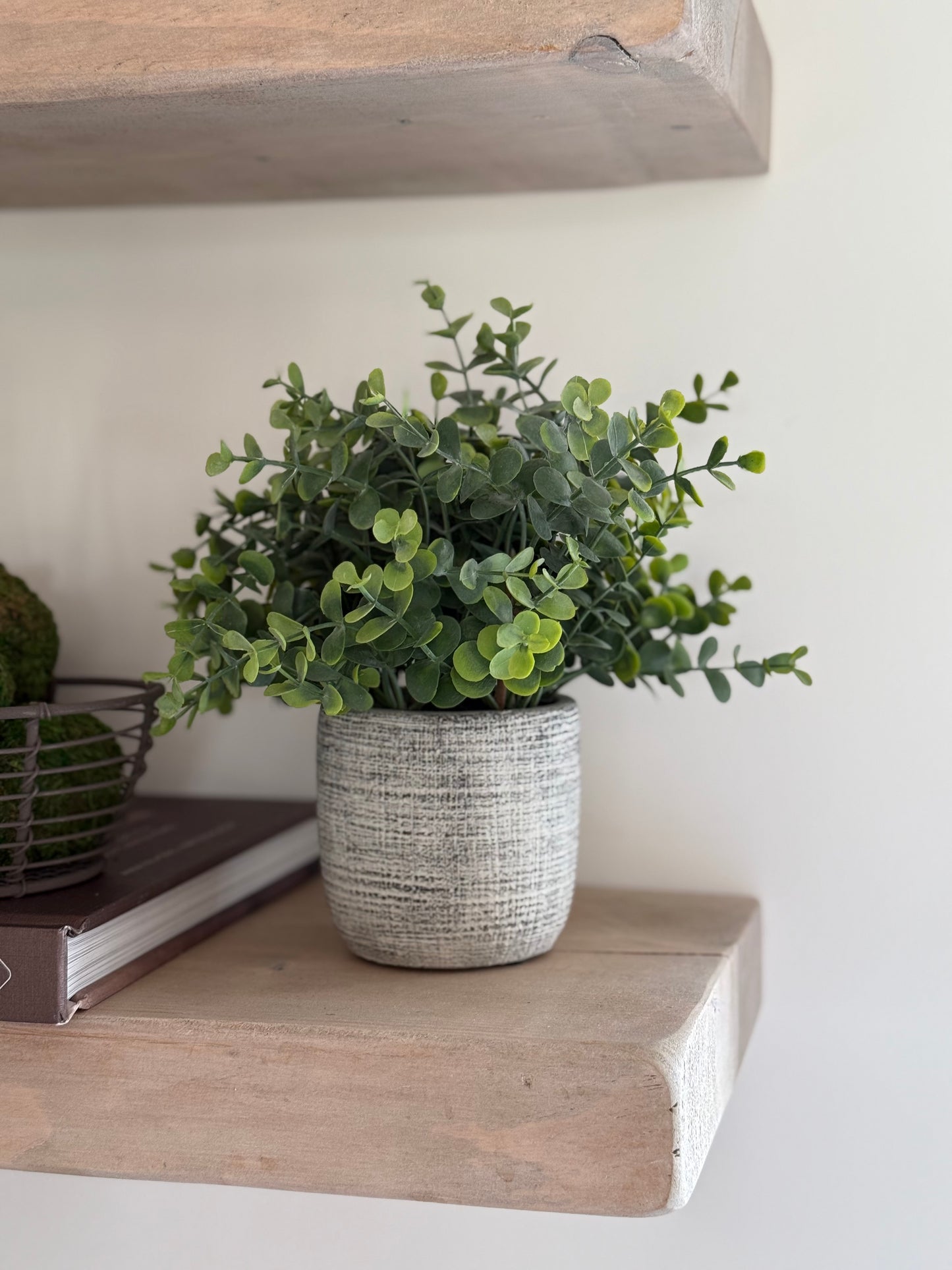 Small Potted Eucalyptus