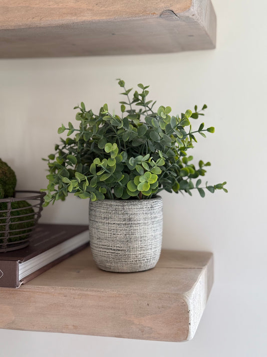 Small Potted Eucalyptus