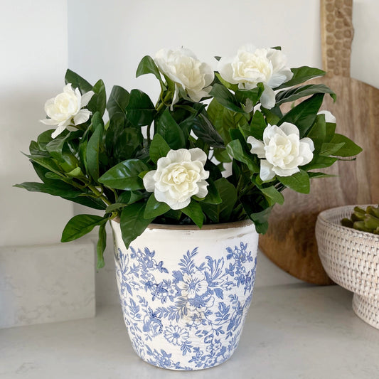 Flowering Gardenia Bush