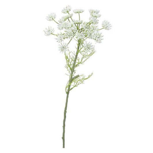 Queen Anne’s Lace Stem