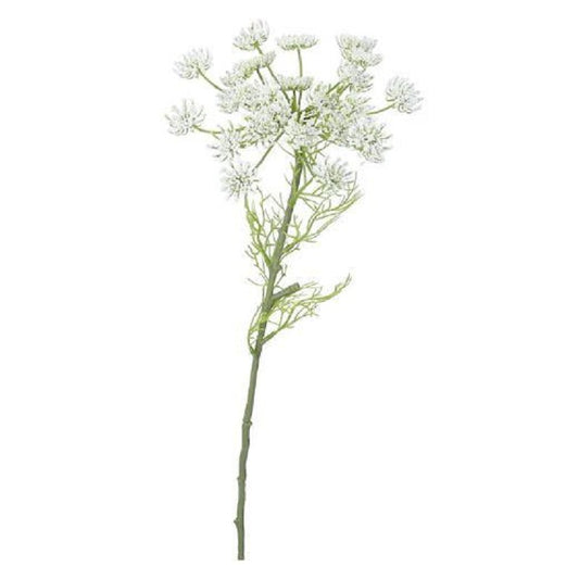 Queen Anne’s Lace Stem