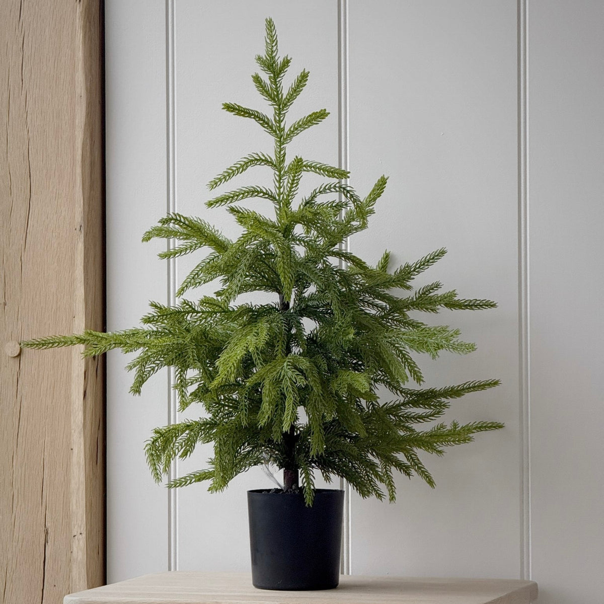Weeping Norfolk Pine Tree