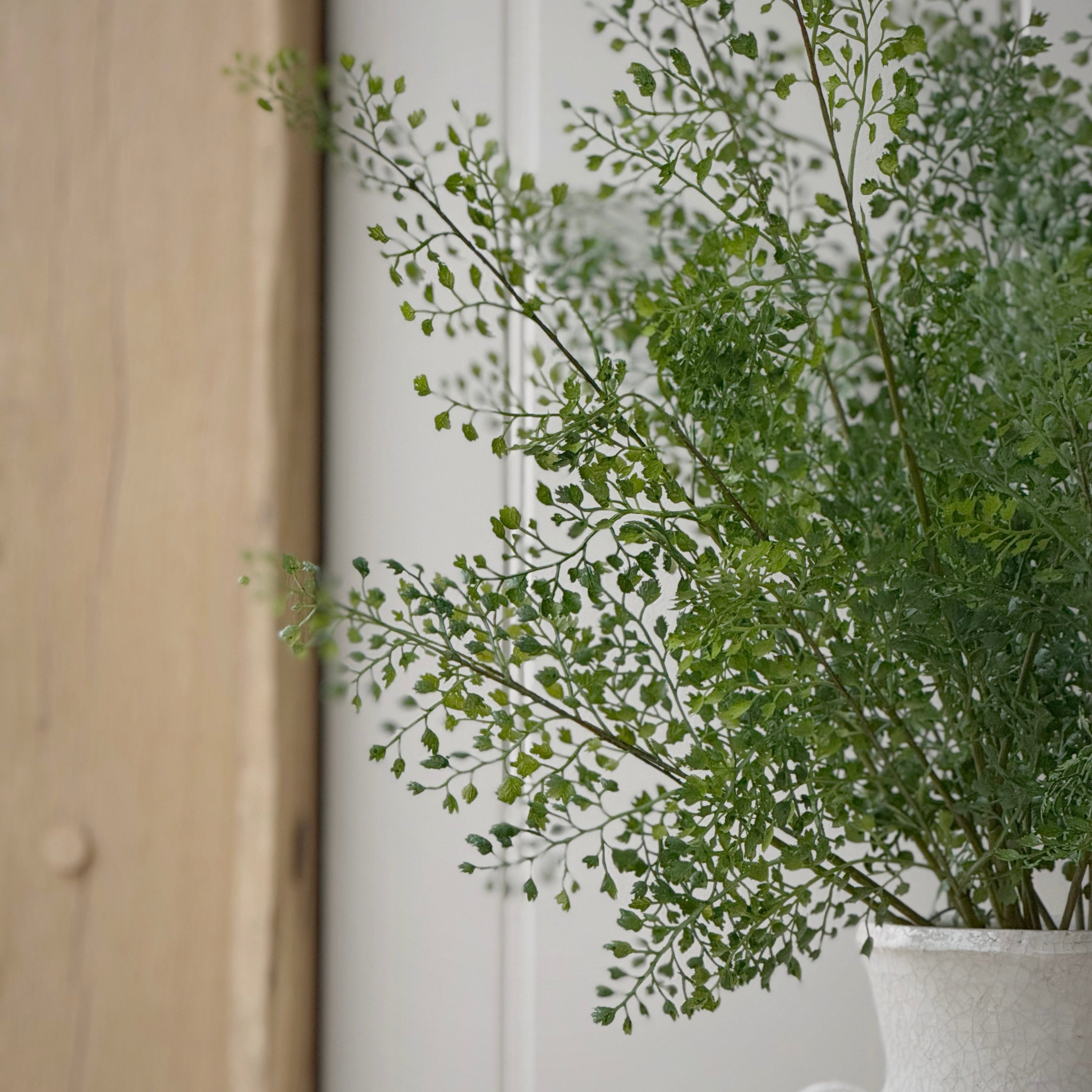 Maidenhair Fern Bush
