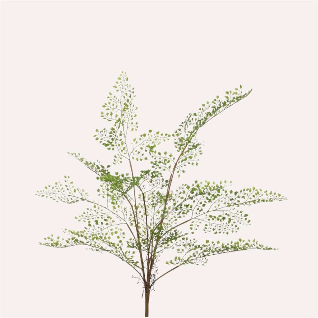 Maidenhair Fern Bush