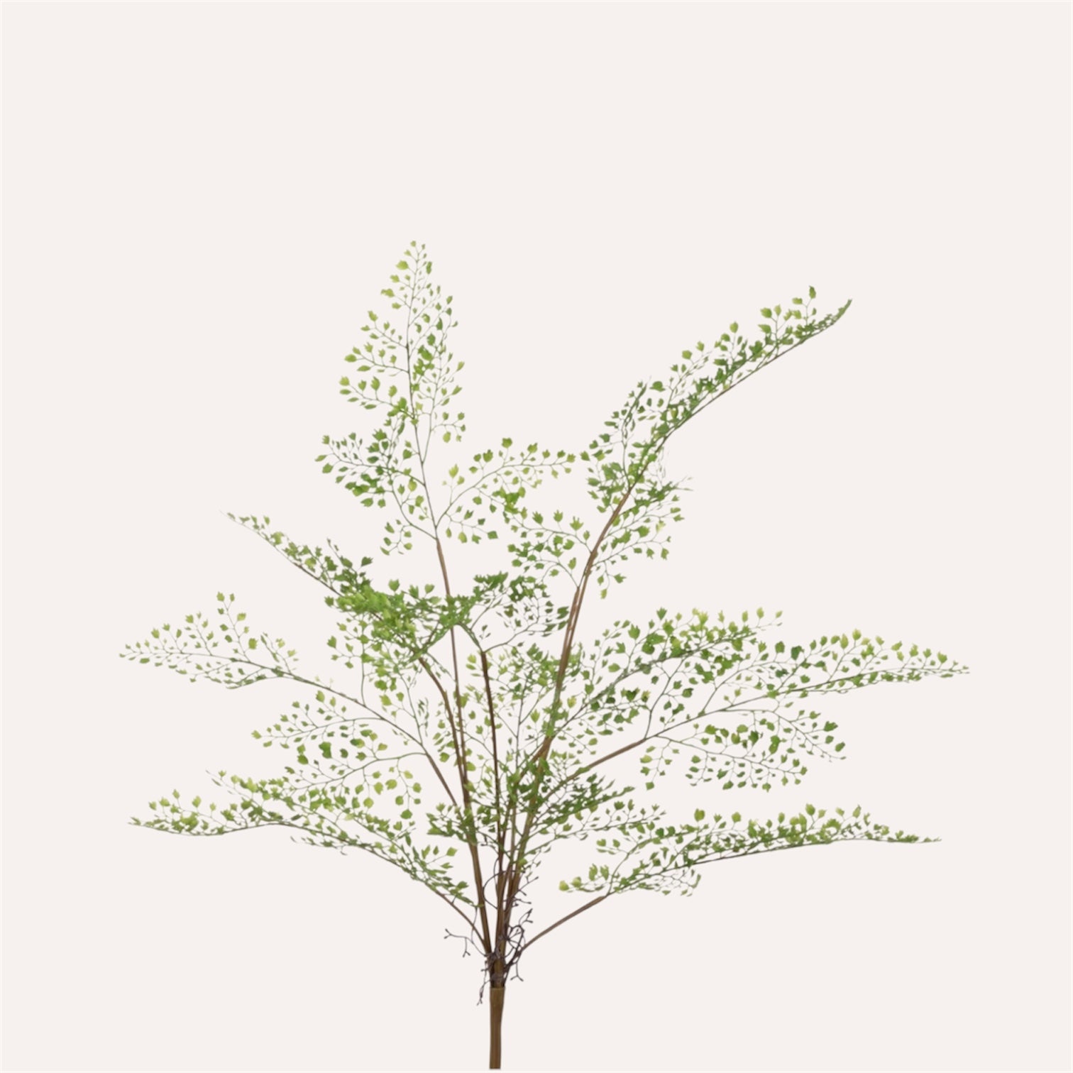 Maidenhair Fern Bush