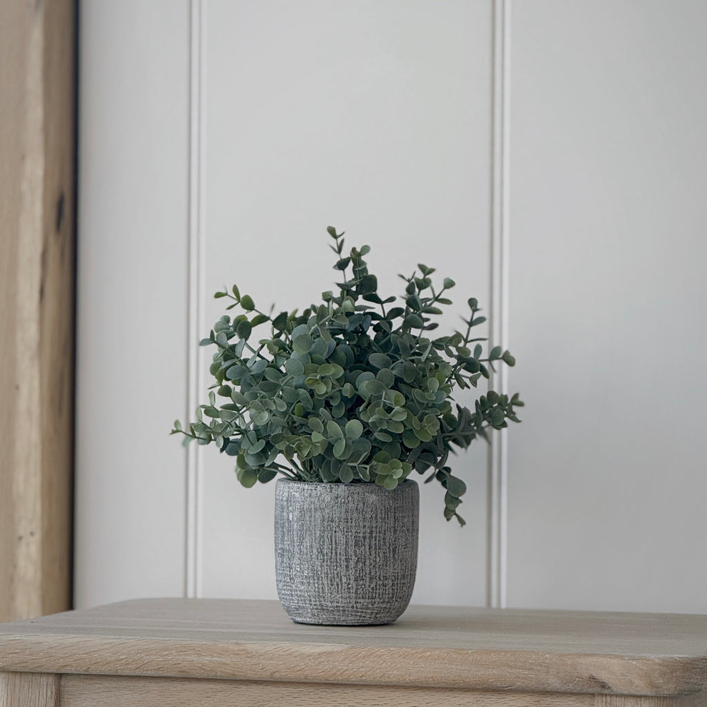 Small Potted Eucalyptus
