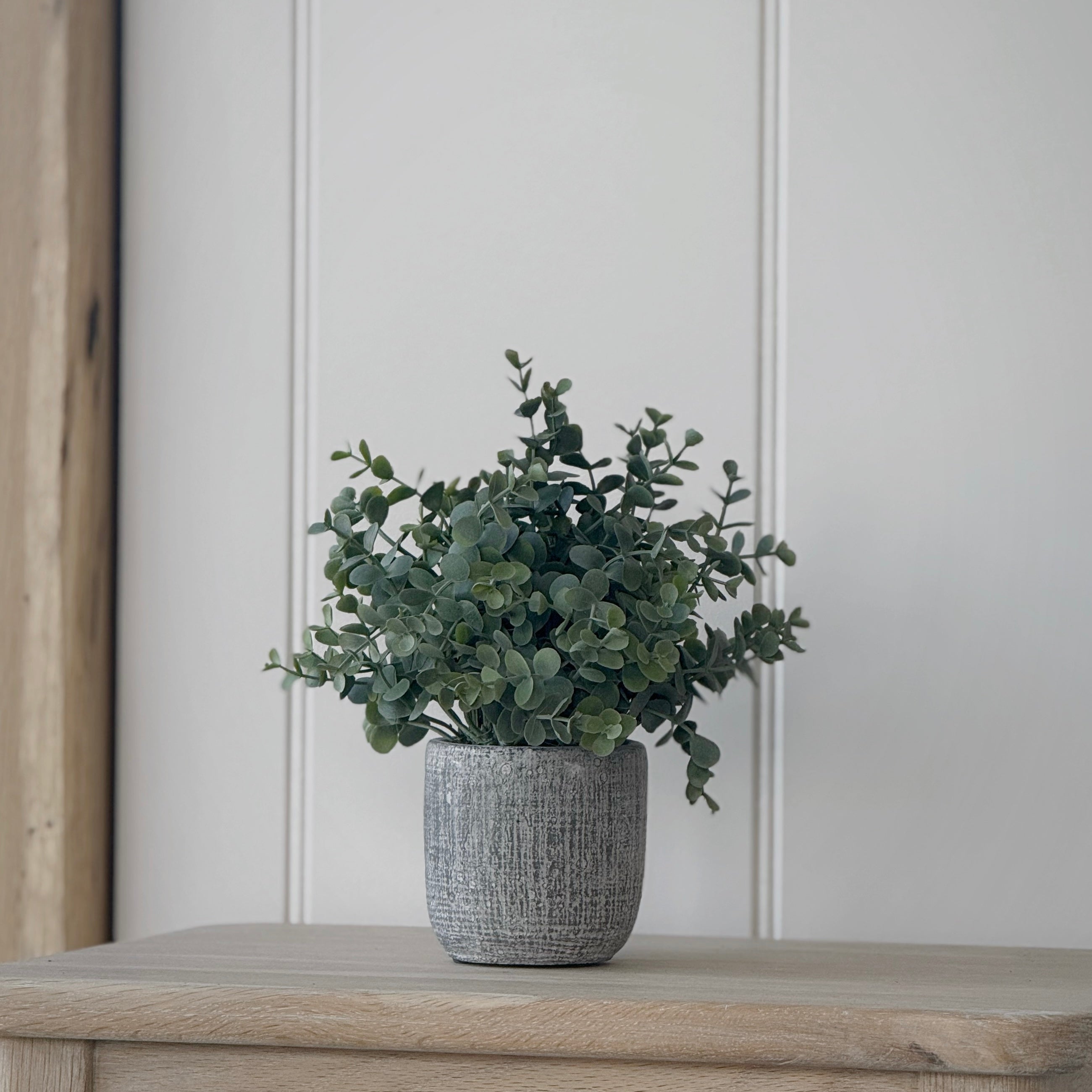 Small Potted Eucalyptus