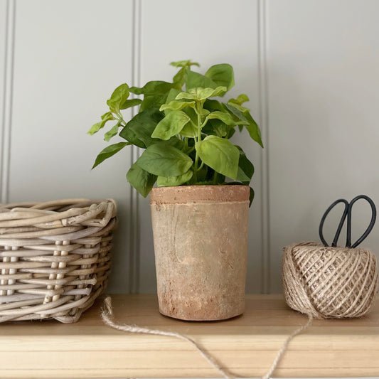 Potted Basil