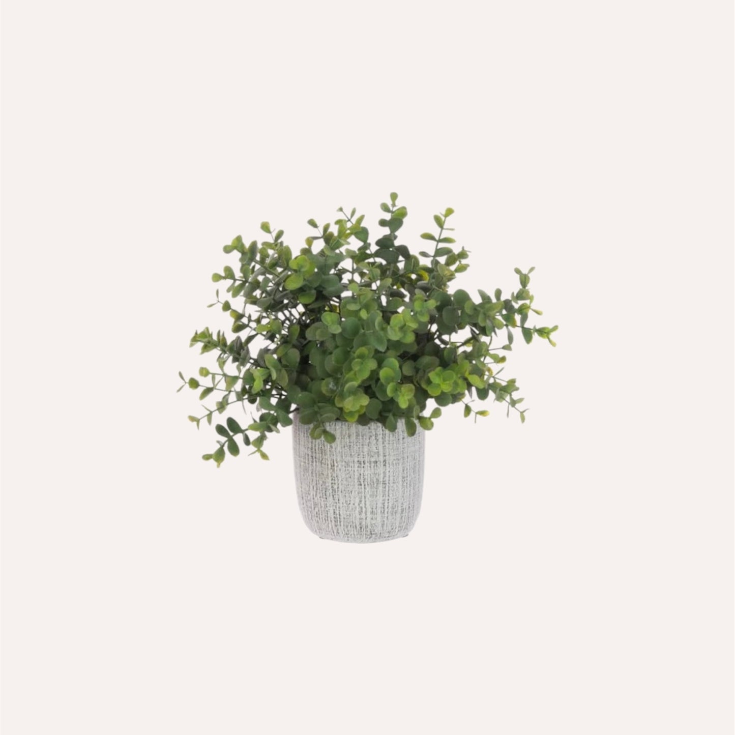 Small Potted Eucalyptus