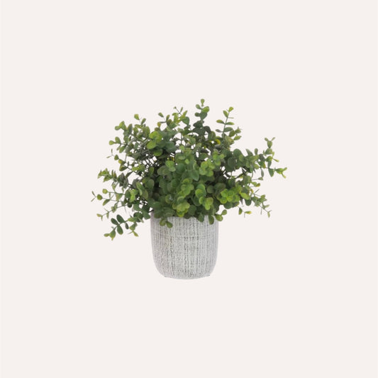Small Potted Eucalyptus