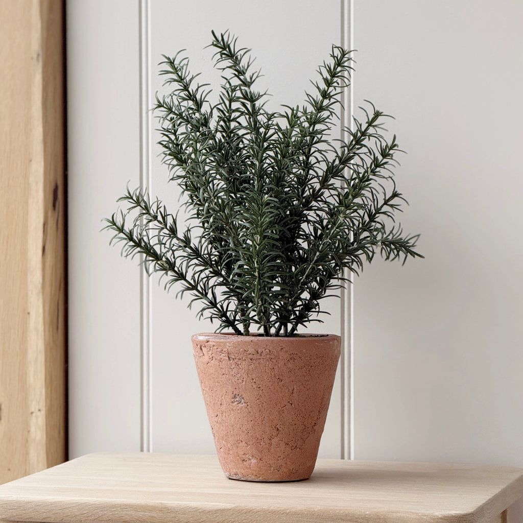 Rosemary In Clay Pot