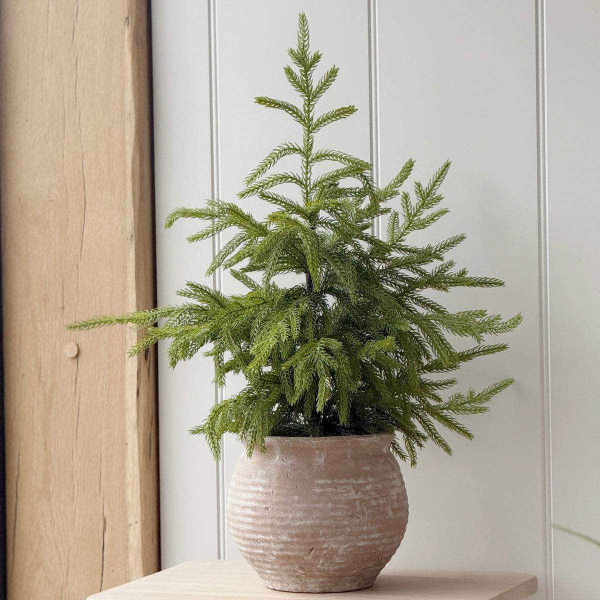 Weeping Norfolk Pine Tree