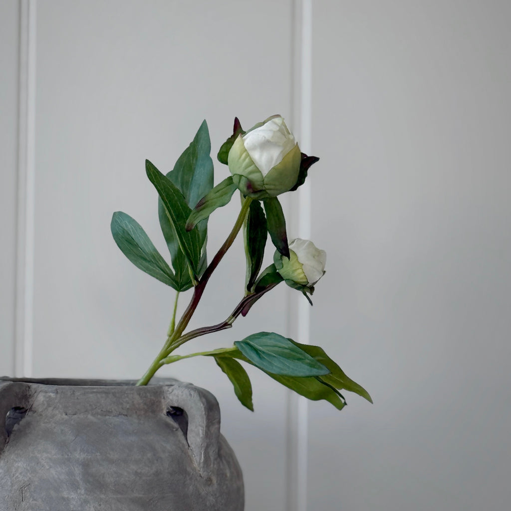 White Peony Bud Stem