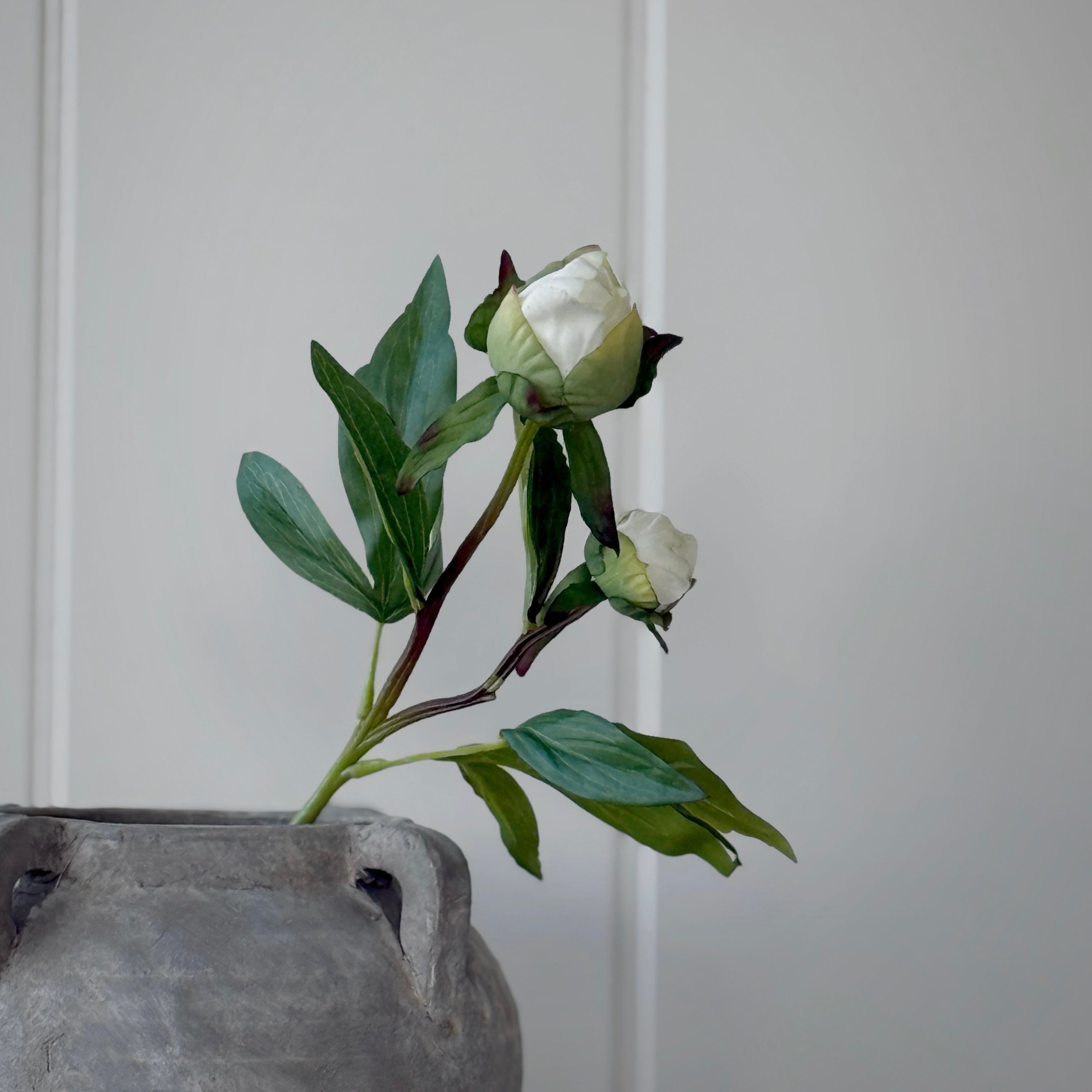 White Peony Bud Stem