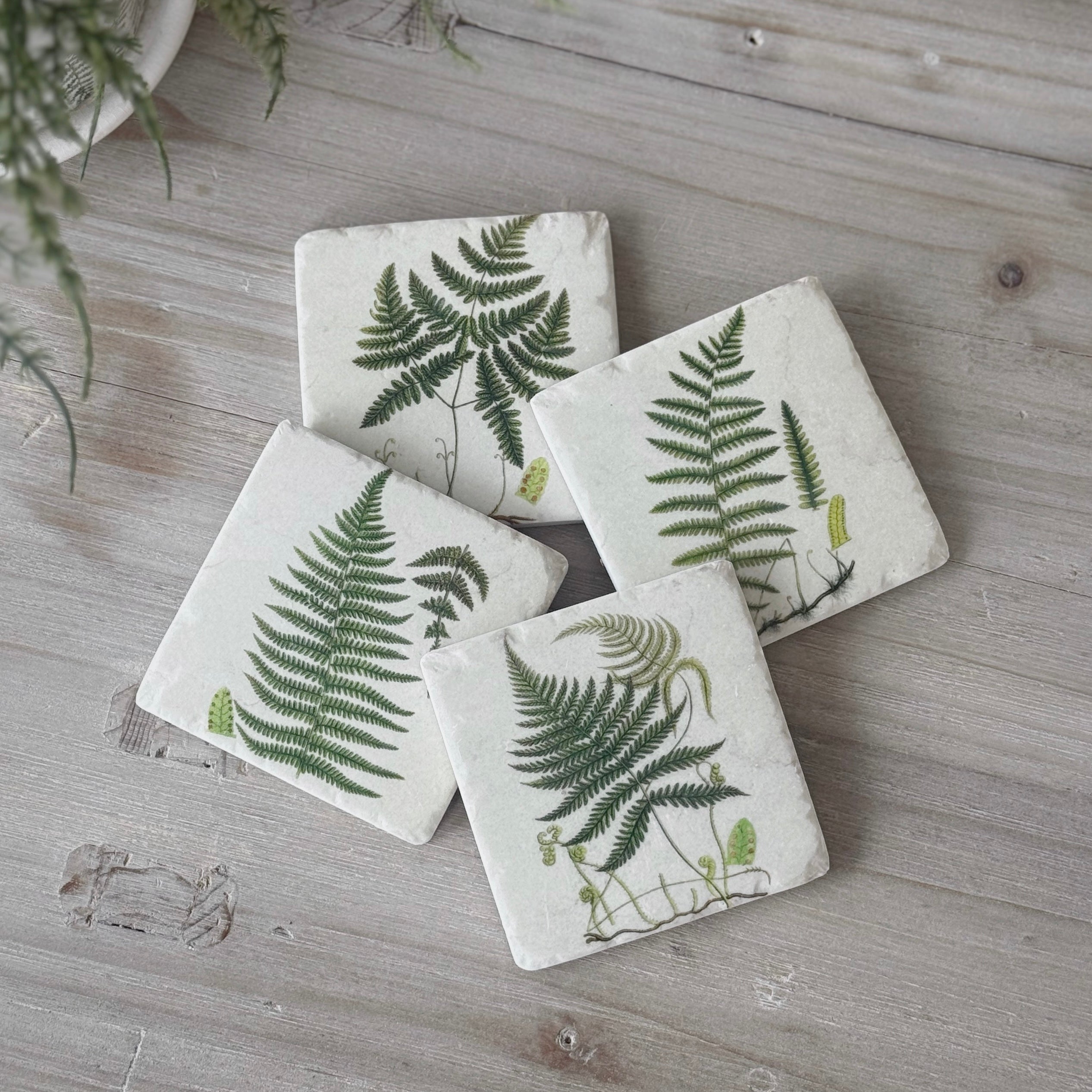 Set Of 4 Fern Coasters