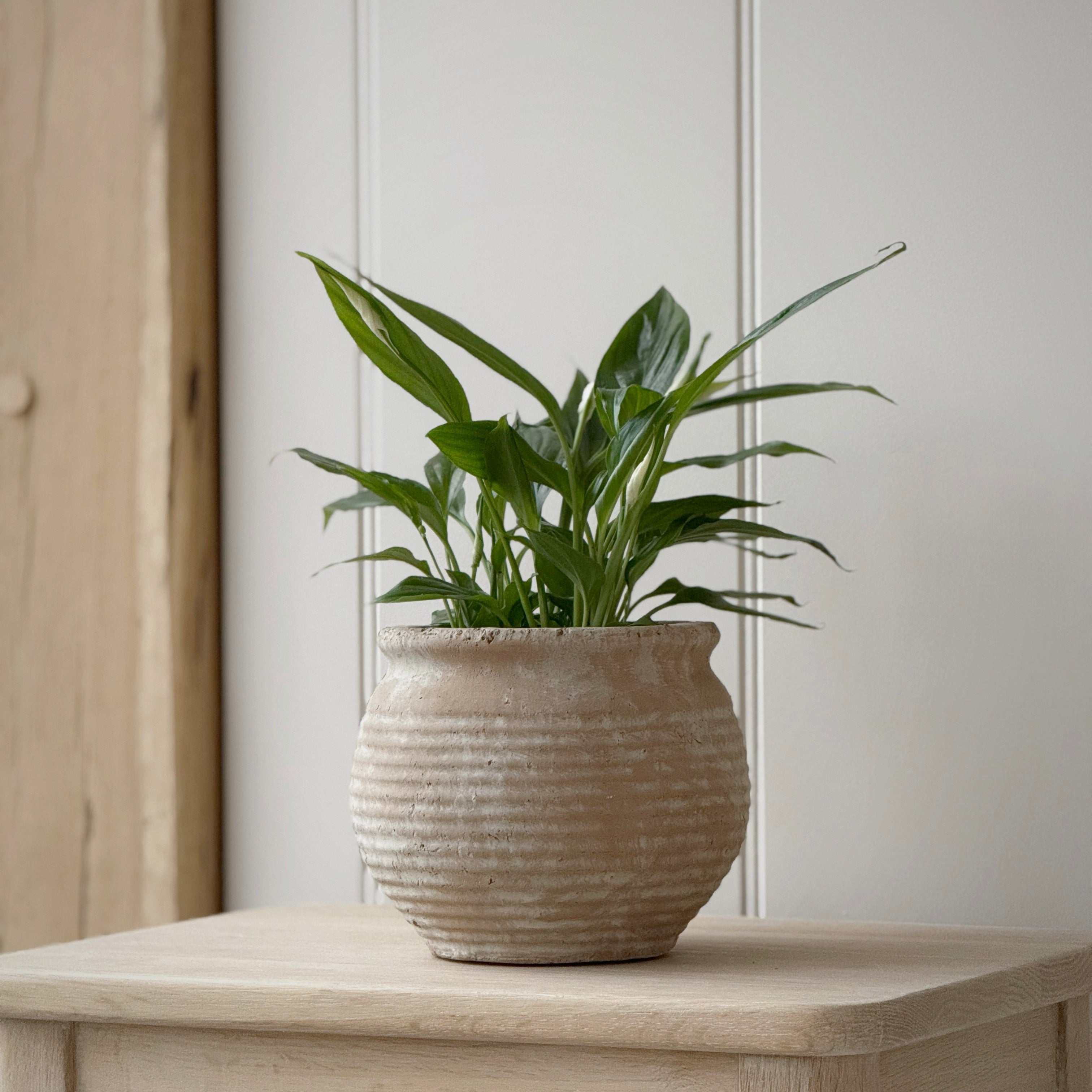 Small Margot Pot – Daisy Daze Homeware