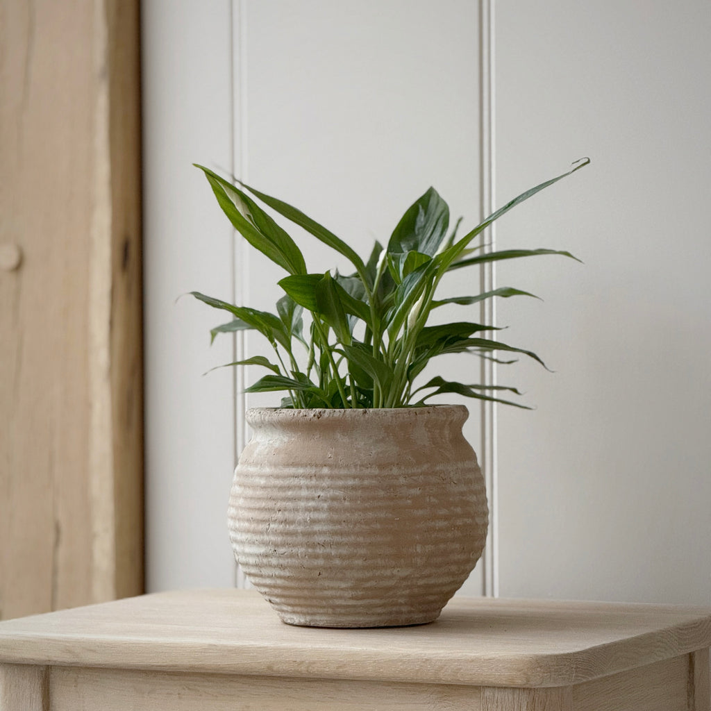 Small Margot Pot