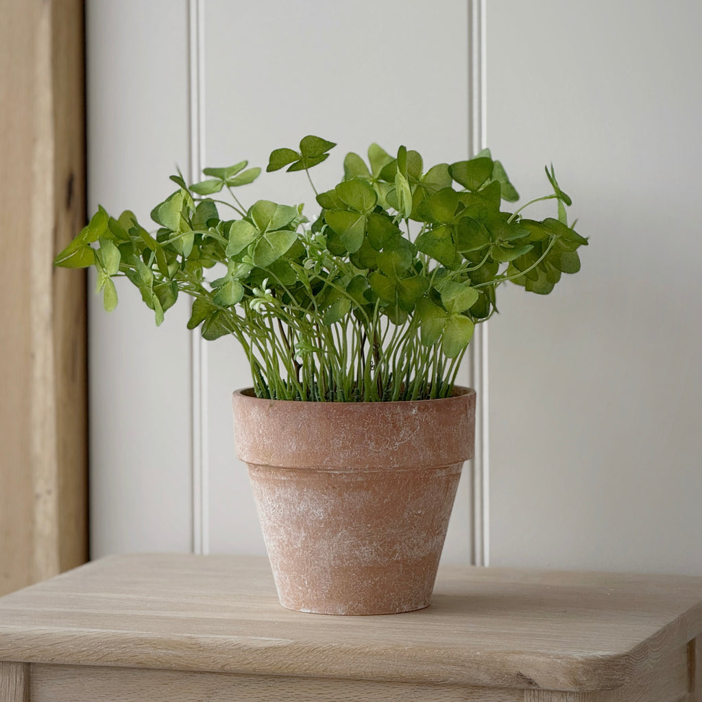 Clover Plant In Pot