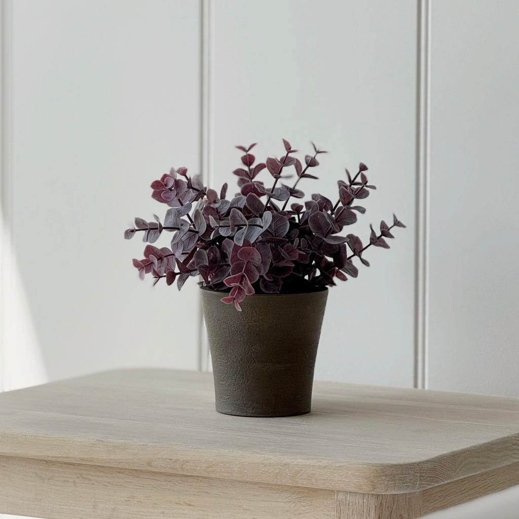 Potted Burgundy Eucalyptus